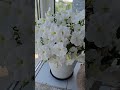 Самая красивая и эффектная петуния