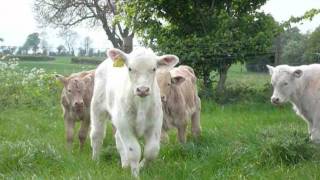 Spring turnout for the cows and calves (DOTF Series 1 Ep6)