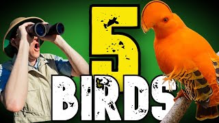 birds of brazil ブラジル 野鳥 写真集 birds of brazil