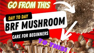 Day to Day BRF cake Mushroom care for beginners