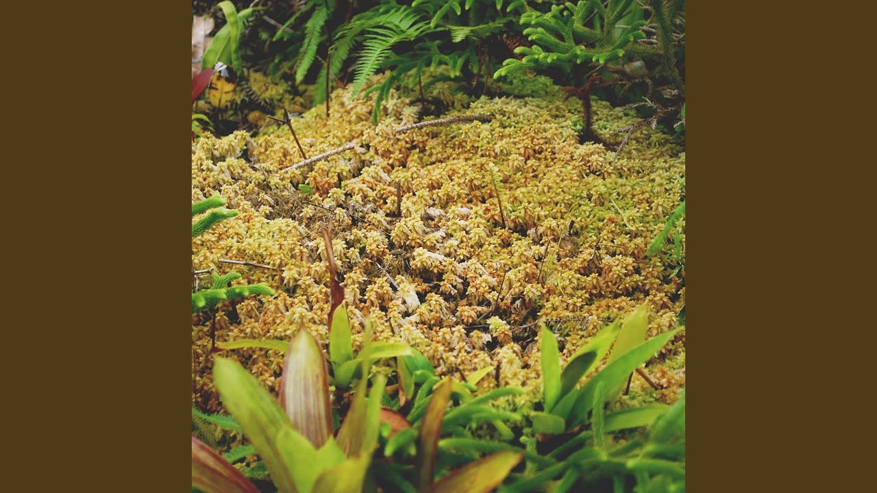 Watch Lateral Moves on YouTube Watch Lateral Moves on YouTube