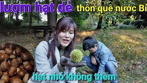 Cùng Chồng con lượm hạt dẻ trong rừng |Thôn quê nước Bỉ