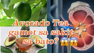 AVOCADO LEAVES GAMOT SA SAKIT SA BATO AT MARAMI PANG BENIPISYO SA KALUSUGAN.