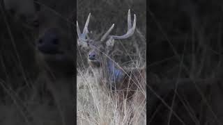Rusa stag on alert!