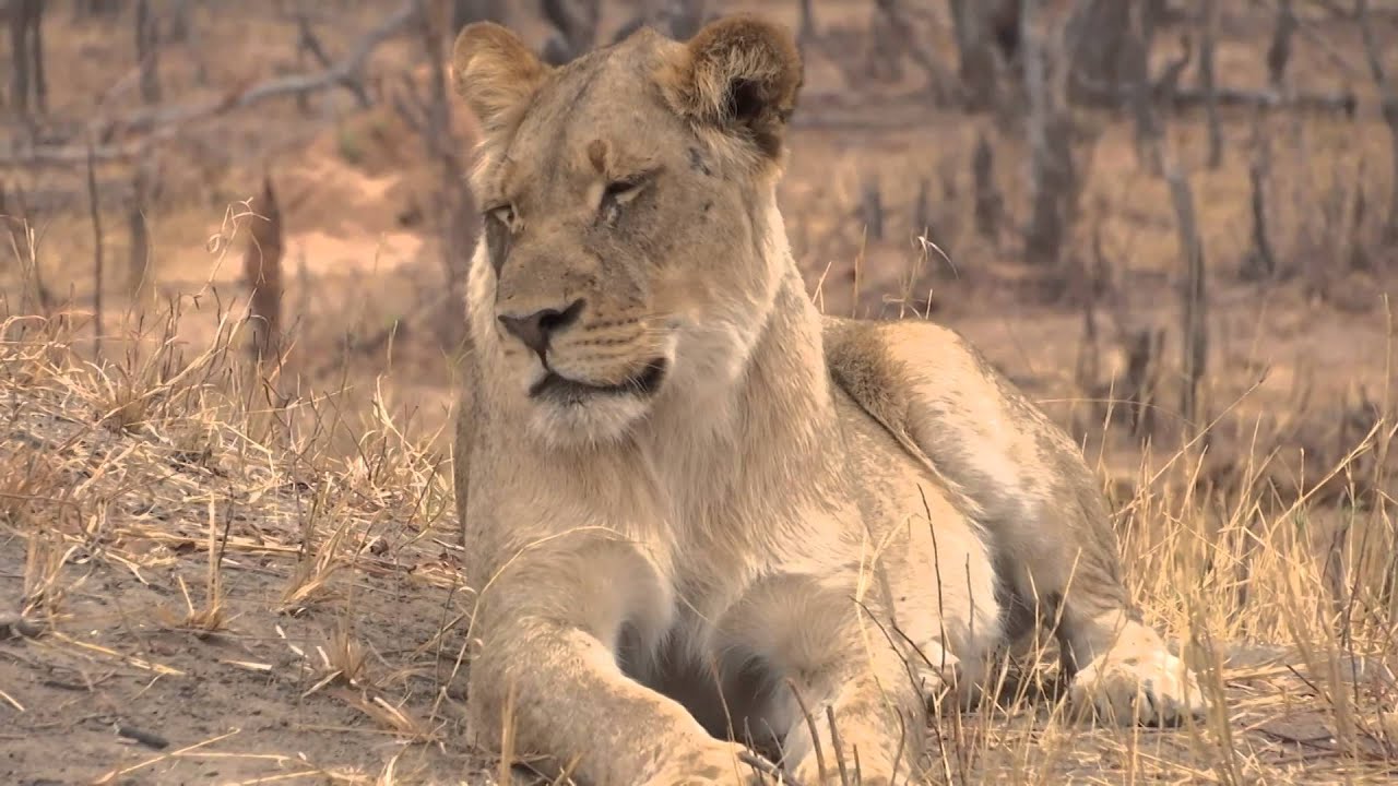 Brent Stapelkamp on WORLD HERITAGE SPECIES