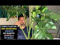 Como Plantar Uma Monstera Gigante no Quarto (Costela de Adão)