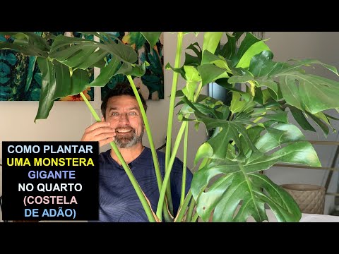 Vídeo: Reproducció De Monstera: Com Propagar Una Flor A Casa Amb Fulles I Arrels Aèries? Com Es Propaga Per Esqueixos? Com Plantar Un Monstre?