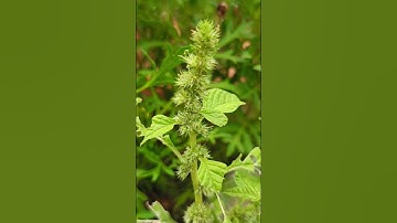 Amaranthus retroflexus (Amaranthaceae family)