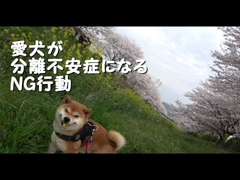 緊張している犬を落ち着かせる自然療法7選と注意点