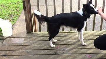 Sudtsined Nose Touch