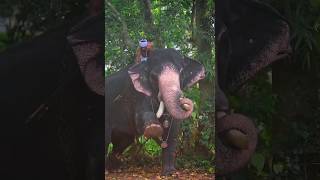#anime #animals #elephant #cute #love #nature #viral #humor #film #video #reels #lifeisbutadream