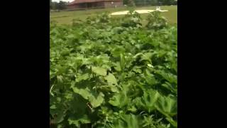 Ben's Pumpkin Patch 8-18-12