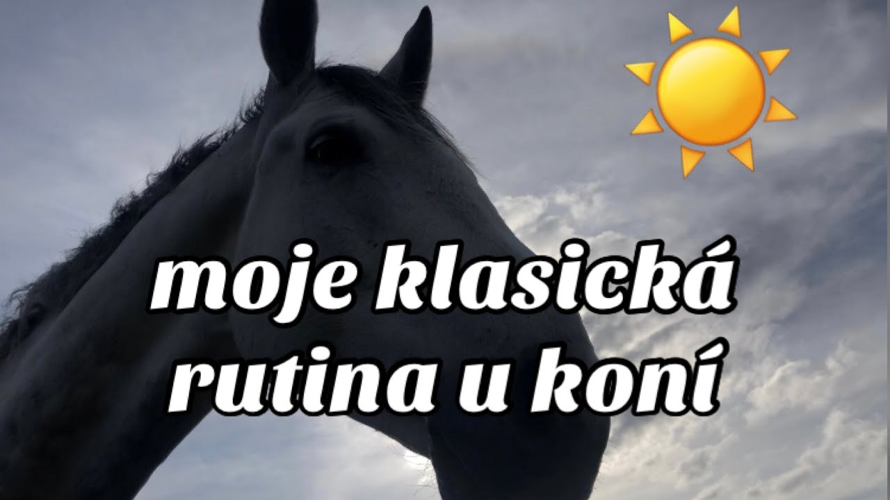 Moje klasická rutina u koní