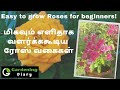 Roses variety to grow easily for beginners in Tamil (மிகவும் எளிதாக வளர்க்ககூடிய ரோஸ் வகைகள்)