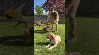 What Experts Don't Want You to Know About Dog and Monkey Interactions