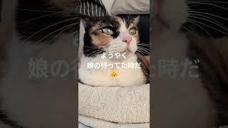うちの娘（これよ!これ😽）幸せそうなフウちゃん🤗ありがとう🤗 #cat