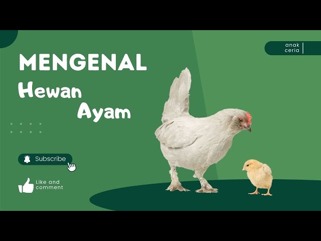 Mengenal Hewan Ayam untuk Channel Anak Ceria class=