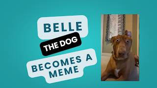 How My Dog Became a Meme