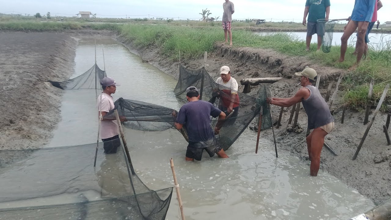 panen kali ini dapat banyak sekali