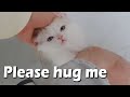 the Munchikin Kitten Acting CUTE To Me For a HUG