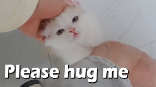 the Munchikin Kitten Acting CUTE To Me For a HUG