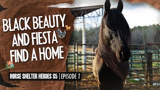 Horse Shelter Heroes S5E7 - Black Beauty And Fiesta Find A Home