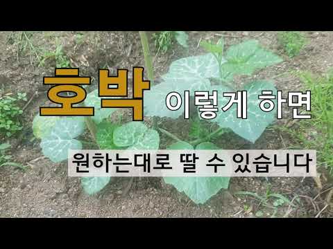 호박 이렇게하면 원하는대로 딸수 있습니다.