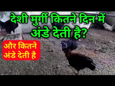 वीडियो: एक महिला हर महीने कितने अंडे देती है?