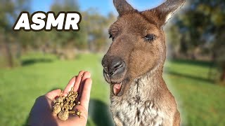 Kangaroo ASMR - Feeding Kangaroo Sounds &amp; Noises - Animal ASMR