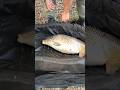 DRIJVEND VISSEN MET HONDEN BROKKEN #karpervissen #carpfishing