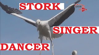 Stork Singer And Dancer.