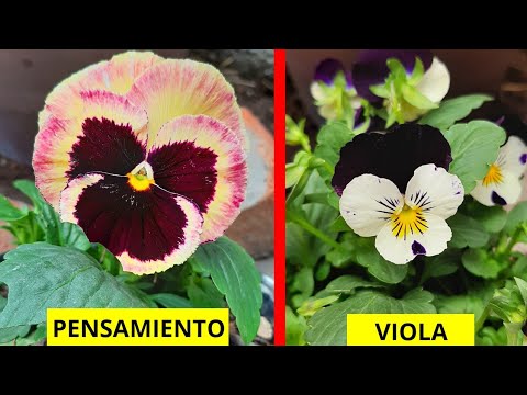 DIFERENCIAS DE LA VIOLA Y EL PENSAMIENTO #242 - YouTube