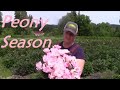 Harvesting Peonies at the Proper Stage