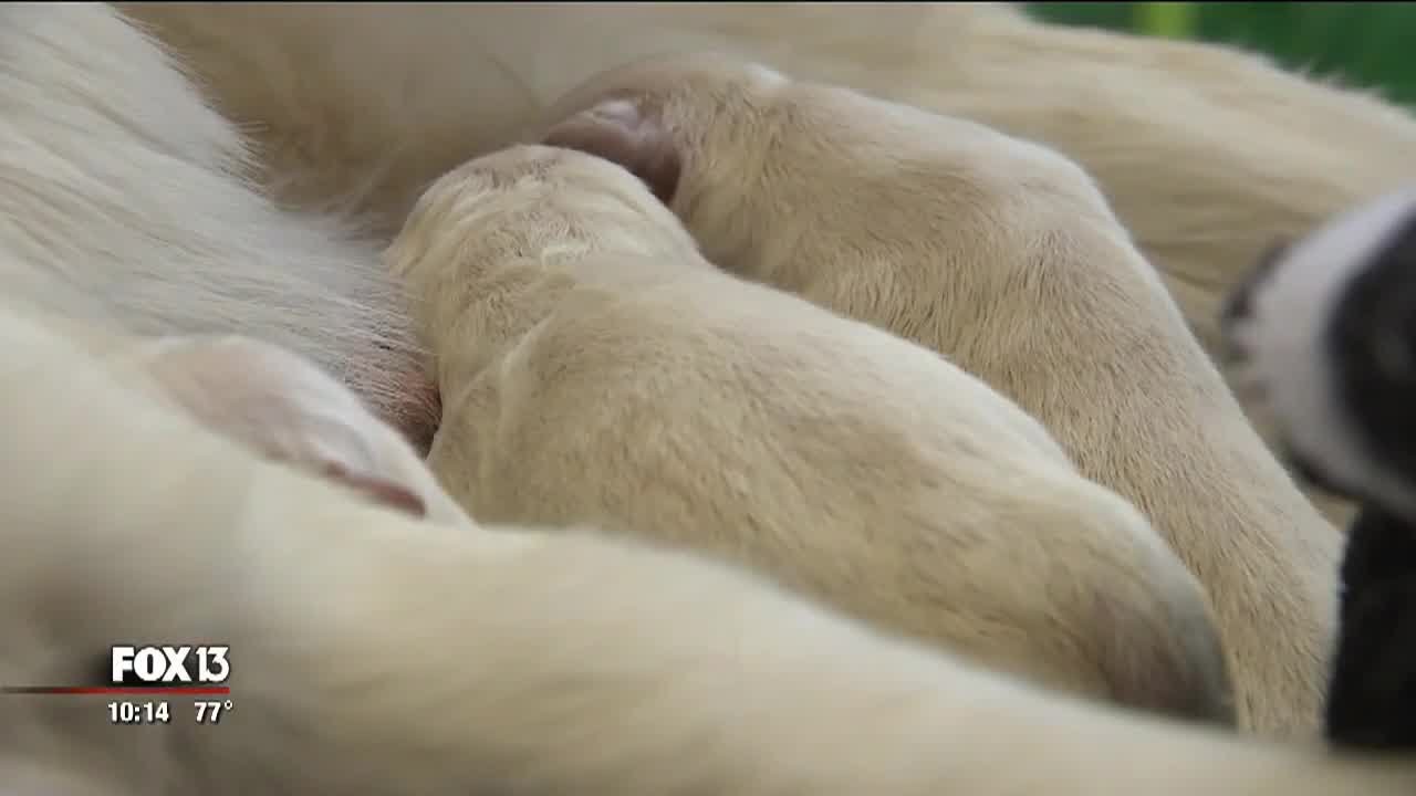 Service dog delivers eight puppies at airport gate - YouTube