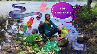 BUSCANDO REPTILES EN LOS TUXTLAS, VERACRUZ, MEXICO! (Parte 1)