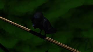 Crow Animation Test