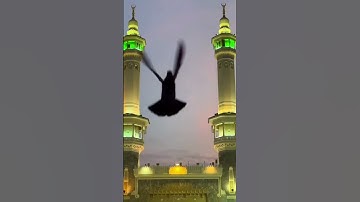 ما تيسر من سورة الصافات #اكسبلور #المصحف #quran