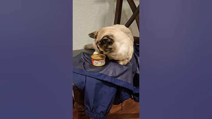 Video 9978071: kitten cat love meowing, cats kittens meowing cute, funny cats kittens meowing, cat best animals