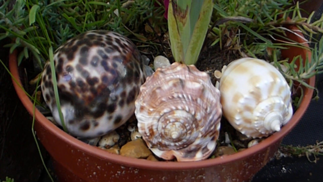 Three different marine snails shells - Þrír mismunandi sjávarsniglar - Kuðungar - Skeldýr