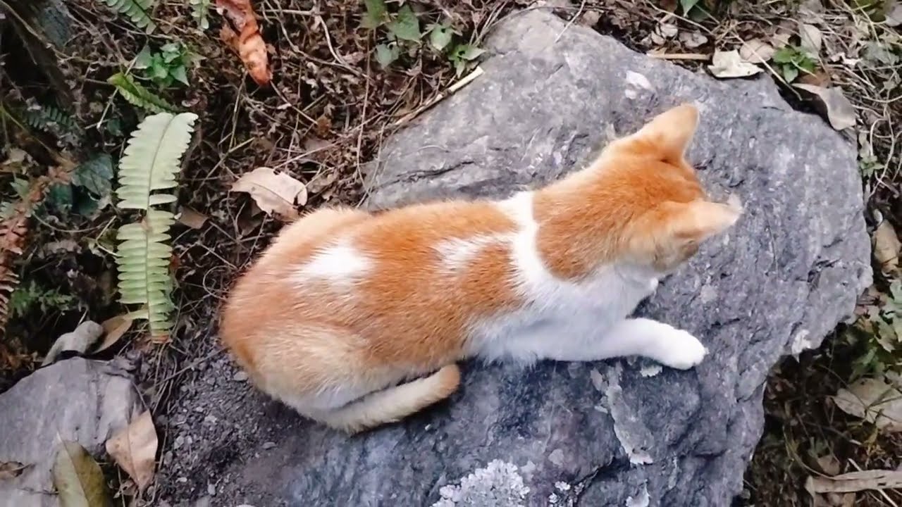 Angata Couldn't Climb | Angata Rock Garden | Angata is Sick | Funny Cats