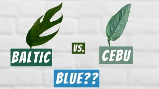 Why are some plants called blue? | Baltic Blue vs Cebu Blue Pothos comparison and where to find them