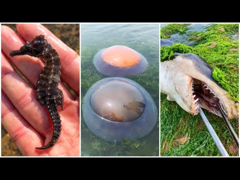 Catching Seafood ( Fish, Clam, Octopus, Crab, Shrimp )| Fishing Videos - Satisfying ASMR #3