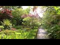 Morning in the sunny garden ambience  bird song