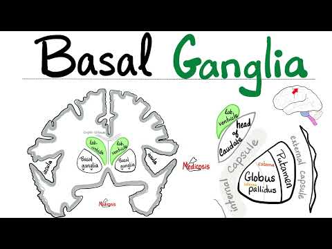 Basal Ganglia - Structure and Function - Neuroanatomy