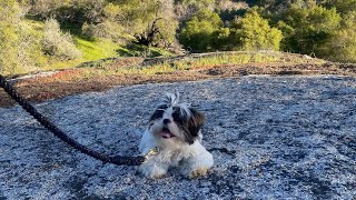 Our First Trip to Sequoia National Park with A Shih Tzu Puppy by Zoey The Happy Face 61 views 2 weeks ago 7 minutes, 7 seconds