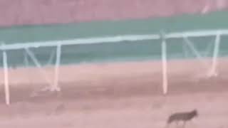 Un lobo en campo abierto cruza antes de amanecer