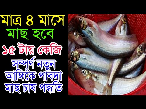 কিভাবে পাবদা মাছ চাষ করলে অধিক লাভবান হওয়া যায় || Pabda fish farming in Bangladesh