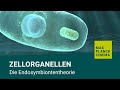 Zellorganellen - Die Endosymbiontentheorie