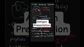 Antigen Presentation and Processing Explained | Immunology Basics #Shorts