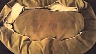 52 Inch Sage Suede Bagel Dog Bed By Majestic Pet Products Review